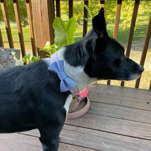 Dog/Cat Bow Tie Blue and White Stripe Velcro